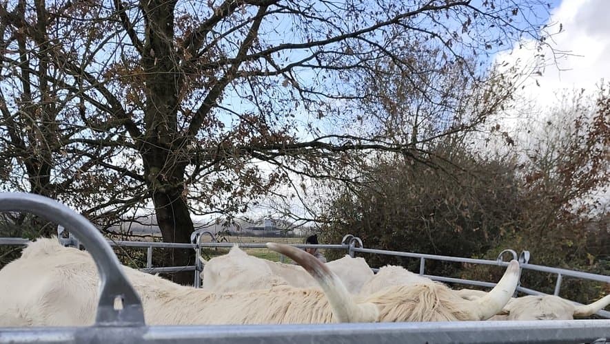 Patrimoine national menacé: la race Lourdaise face à l'extinction