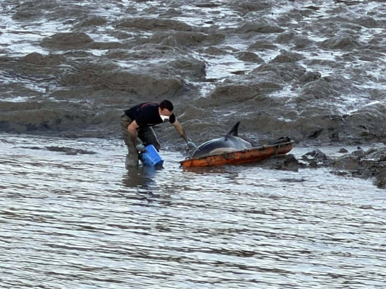 Sauvetage héroïque: nos pompiers français sauvent un dauphin