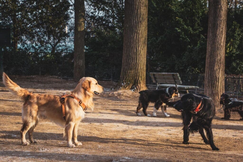 Paris 2026 : La bataille des chiens révèle les priorités